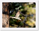 tilhi Bohemian Waxwing 8650 * 800 x 605 * (410KB)
